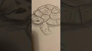 Turtle #art #drawing #cute #turtle #sea #shell #green #underwater #foryou #foryoupage