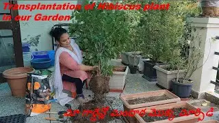 Video14: Transplantation of Hibiscus plant in our Garden || మా గార్డెన్లో మందార మొక్క మార్పిడి