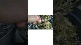 Sphagnum moss will save your Azalea 🌺