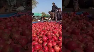 Anar ka aaj ka baav #anar #jiwana #mandi baav#anarbaav#￼