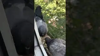 Көгершін #кептер #голуби #pigeon #कबूतर #鳩 #kabutar #güvercin #นกพิราบ #shorts #кабӯтар #비둘기 #鸽子 #鴿子