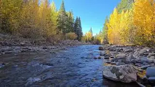 Extended Version Of The Early Morning Sun Lighting Up The Golden Fall Colors/2025 Sierra