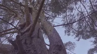Love For Forest