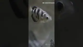 This Fish Shoots Insects Out of the Air 🐟 | Nature&rsquo;s Deadliest Sniper #infobytelab #facts #curiosity