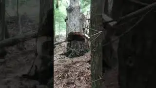 Hard maple with rotten core