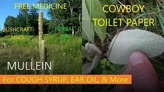 MULLEIN - Wild Plants - Medicinal - Eastern United States [Foraging Fridays]