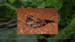 Fiery-Backed Nightjar Call - Birdsong - Wildlife Sounds