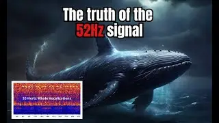 The 52Hz Whale: Mythical Beast or Oceanic Enigma?