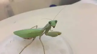 Green African Mantis laid an egg