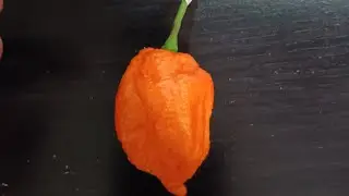 World's Hottest Pepper? Alpha 1 f3 🔥 from @dean-Conjured-Vaporz 