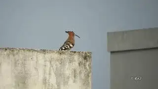 The common hoopoe (Upupa epops) With Spotted Dove