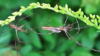 Long-Jawed Orbweaver Spiders Mating