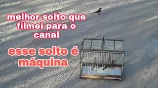 ACHEI UM TICO TICO QUE CANTA MUITO DE CARA. ESSE É O MELHOR QUE JÁ FILMEI