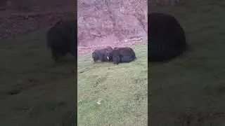 Tibetan yak fighting number 141.
