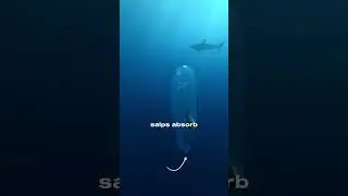 It&rsquo;s Not Alien Slime... It&rsquo;s a Salp