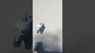 a guy chasing pigeons in warsaw #shorts