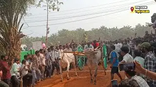 Vadisaleru Junior Bulls Race Andhra Pradesh India | 533294