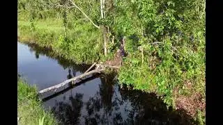 Umur 2 Bulan Tanam Langsung tergenang air, daun mulai menguning solusi Pupuk kandang.