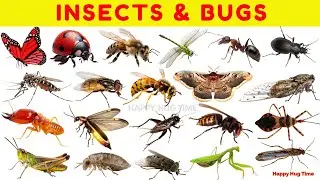 Amazing Insects & Bugs for Kids 🐜🦋 | Fun Facts & Educational Learning Video for preschoolers