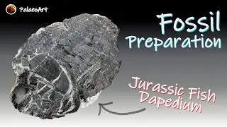 Fossil preparation - Jurassic Dapedium fish from Lyme Regis (200 million years old)