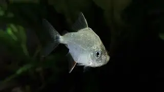 Cataprion mento - Wimpel-Piranha (WF)
