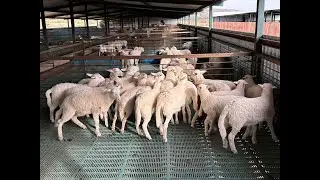 C&oacute;mo debe iniciar un negocio de borregos
