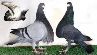 &ldquo;Granadino Pouter (Spanish Crooper) | Rare Giant Fancy Pigeon Breed&rdquo;