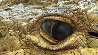 What’s in the water? The silent threat to crocodiles