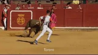 Toro 2025