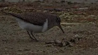 Ontdek het verschil tussen oeverloper en bosruiter