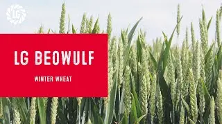 Tom and Ron chat about LG Beowulf | Winter Wheat