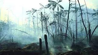 The Urgent Crisis of Rainforest Destruction and its Devastating Impact