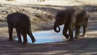 Minneriya national Park Safari