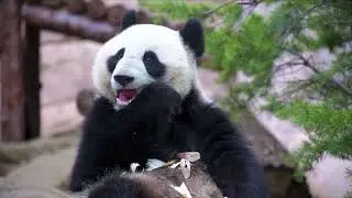 Different Animals sounds | Dog, Buffalo, Cat, Monkey, Chicken, Duck, Donkey, Horse, Cow, Sheep…