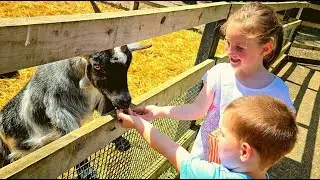 Aldenham Country Park / Day out at the farm with Nadia and Alex