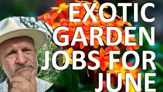 Tropical Gardens UK  Exotic Garden Jobs for June