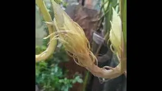 #bhramhakamal #flowers #goodmemories #viral #shortvideo #shorts #shortsfeed #trending #love #nature