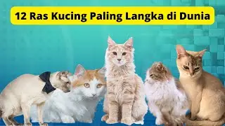 12 Ras Kucing Paling Langka di Dunia  /  12 Most Rare Cat Breeds in the World