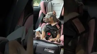 safety first 💯 #dog #funny #doggielife #dogs #fyp #animals