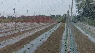 Cucumber Farming Machan Vidhi