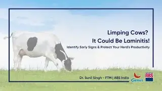 Laminitis in Cattle: Causes, Symptoms & Prevention | Dr. Sunil Singh | Genus ABS India