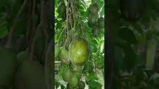 Bochil Kedondong || Ambarella Fruits || June Plum #ambarella #Ambarellafruits #trending  #shorts