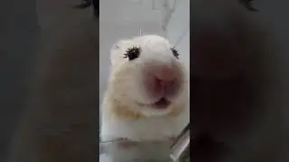 Hamsters with false eyelashes are also very cute. #falselashes #eyelashextensions #cutepuppy
