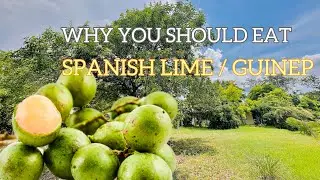 GUINEP FRUIT & TEA HEALTH BENEFITS | SPANISH LIME tea for Peptic Ulcers and more