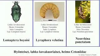 Hy&ouml;nteiset, lahko kovakuoriaiset, heimo Cetoniidae julia insect maura velutina punctatum Osmoderma