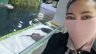 CRITO BARENG : IKAN PARI BATIK DI JAVAMALL SEMARANG