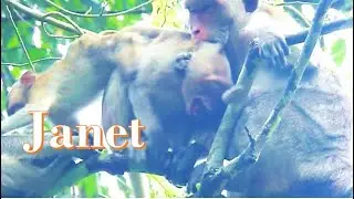 Janet Monkey Crying SO Loudly Cos Angry Janna and Jane don't milk to Her