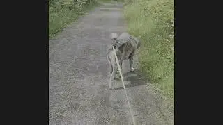 Kävelydieetti osa 3 @itsehoitoselfhelp