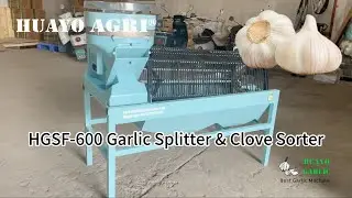 HGSF-600 Garlic Splitter and Seed Sorter for Garlic Planting with big garlic seed to increase yield