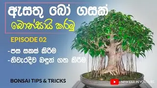 How To Make Bonsai Epi #02 | බොන්සායි පැළයක් සාදා ගනිමු | Nothing TV